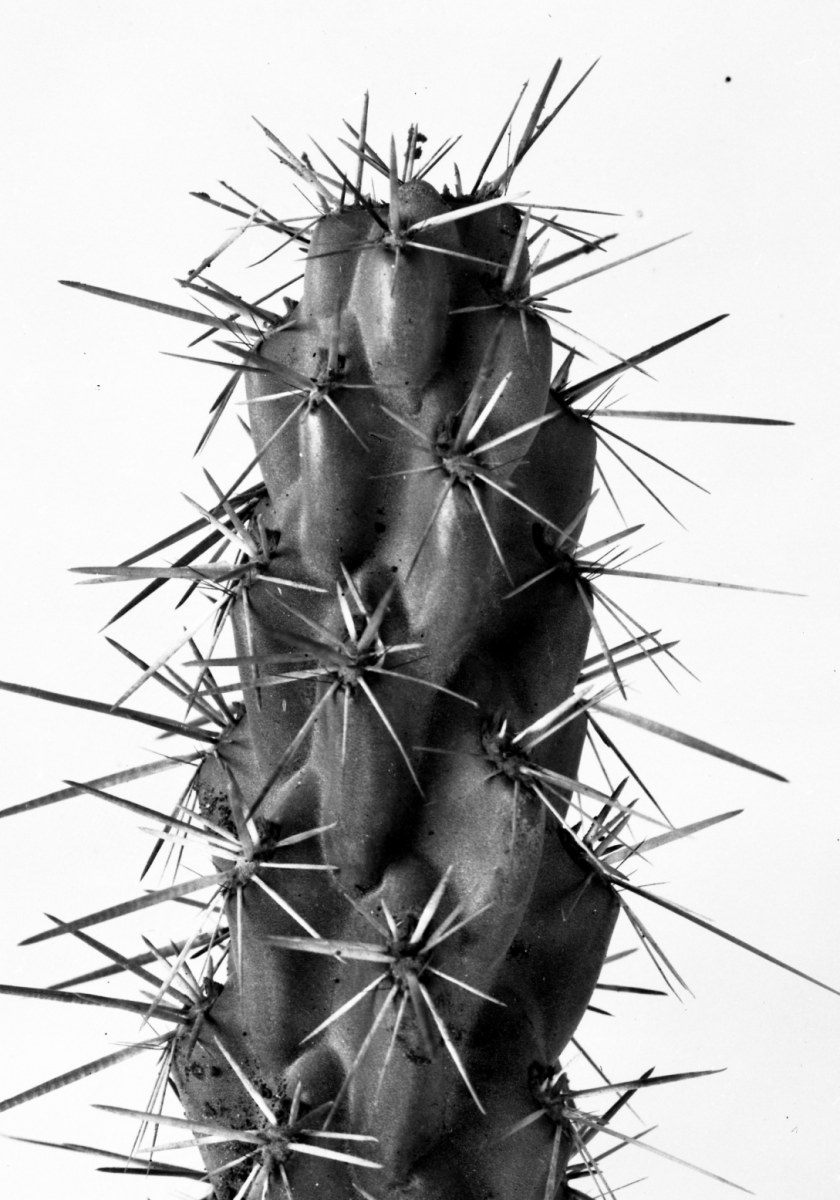 Opuntia prolifera 1134