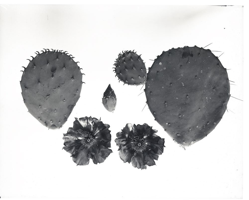 Opuntia cacanapa 1154