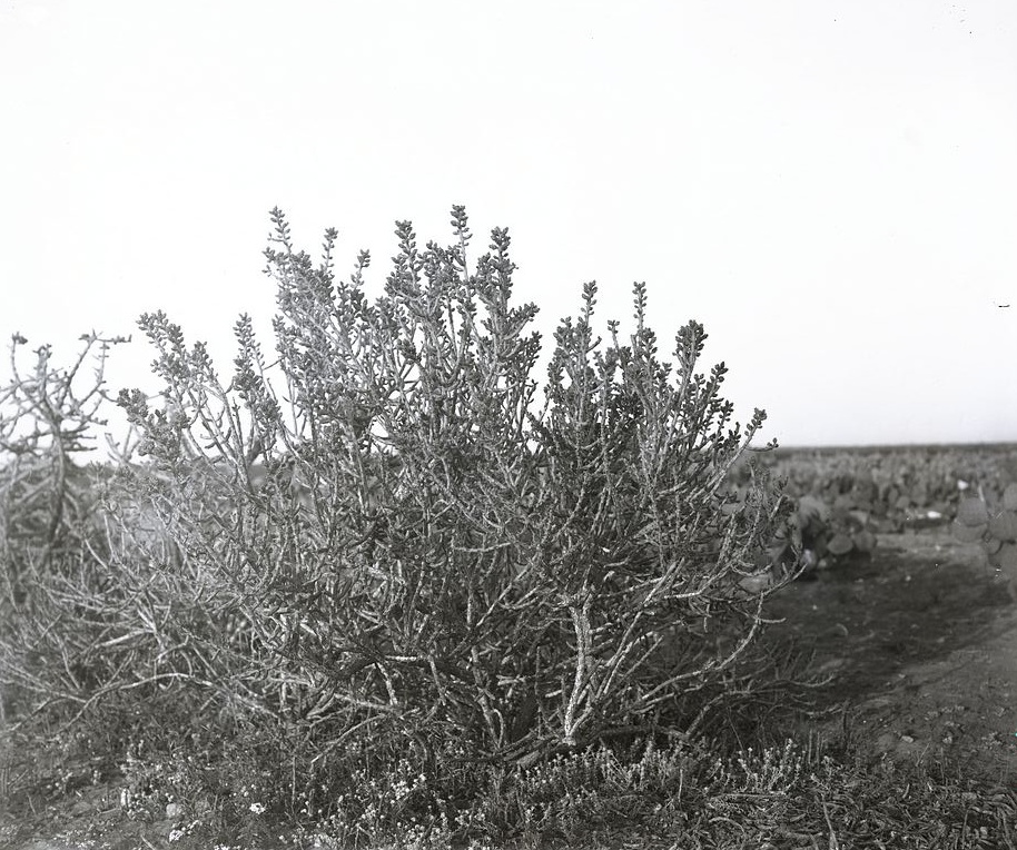 Opuntia caerulescens 1157