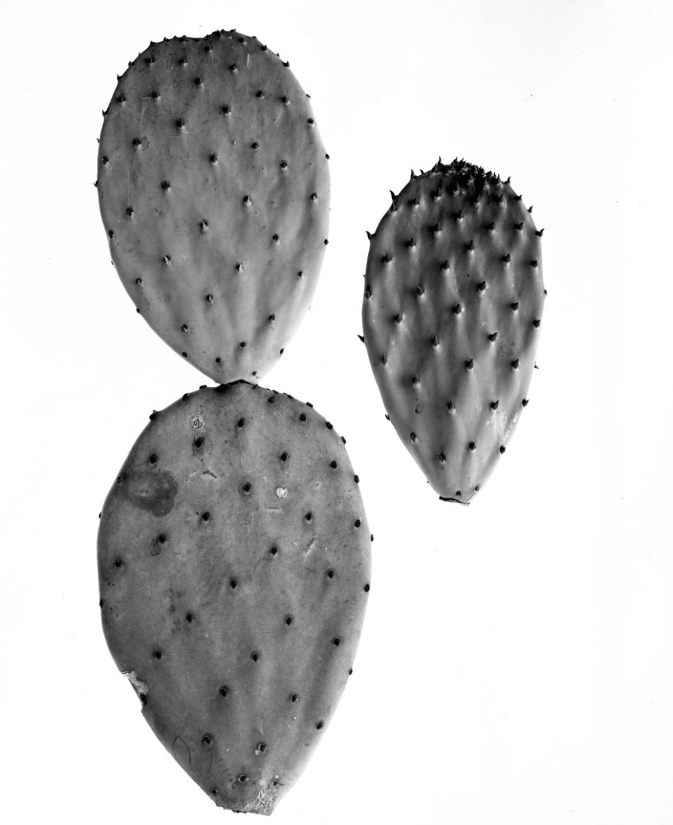 Opuntia tapon-liso (small form) 1159