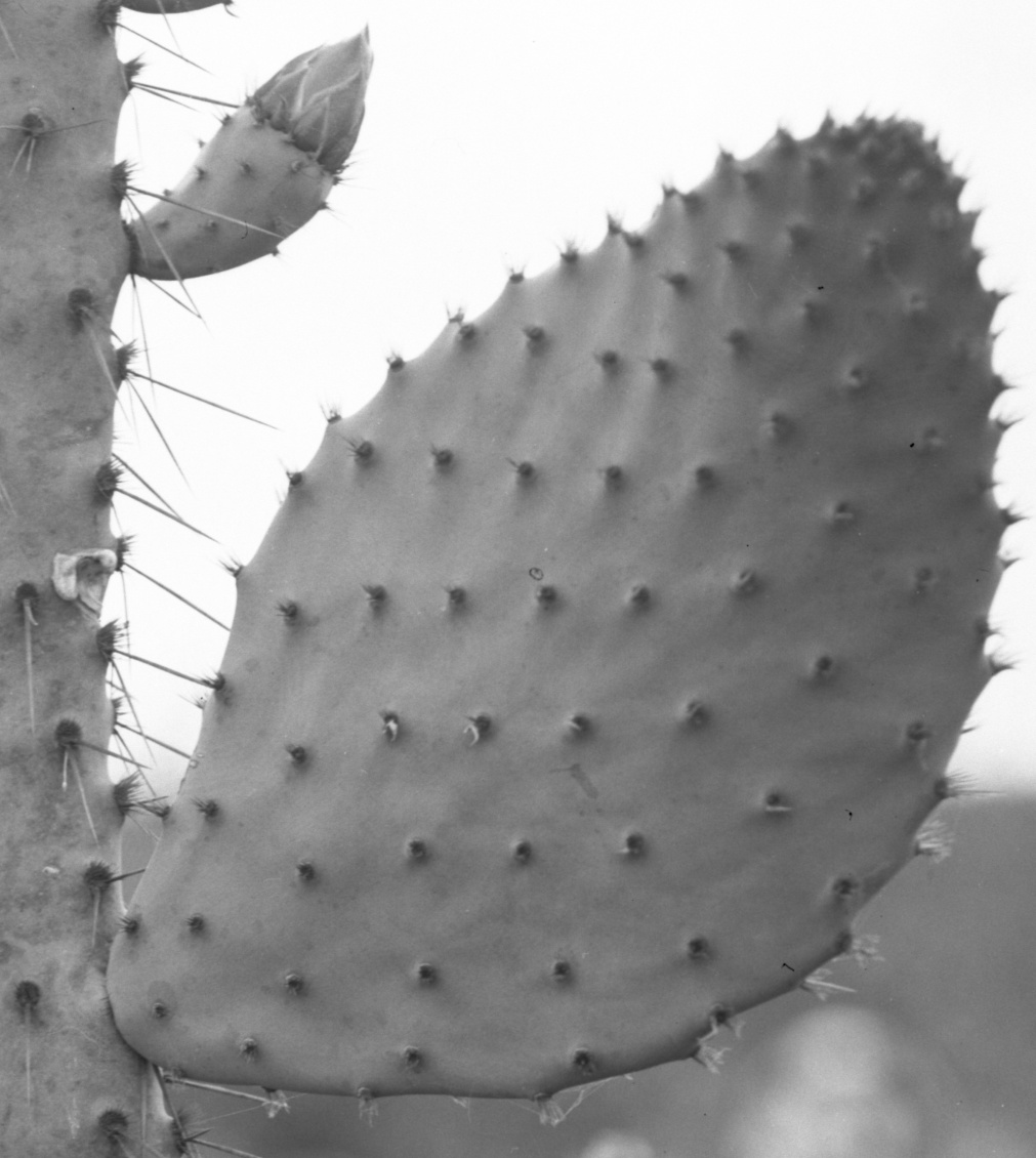 Opuntia linguiformis 1175