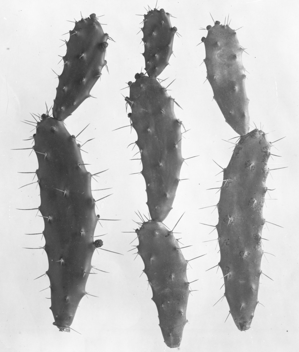 Opuntia dejecta 1250