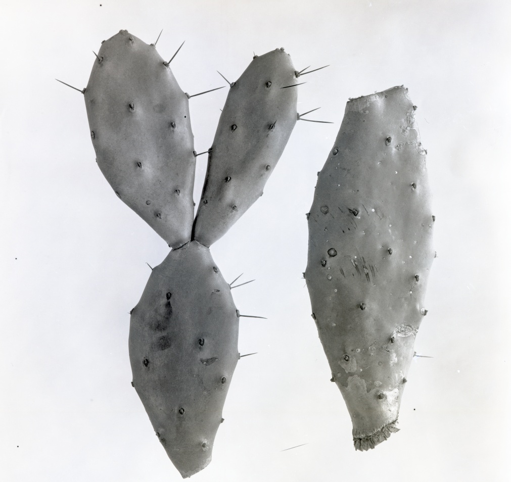 Opuntia stricta 1239