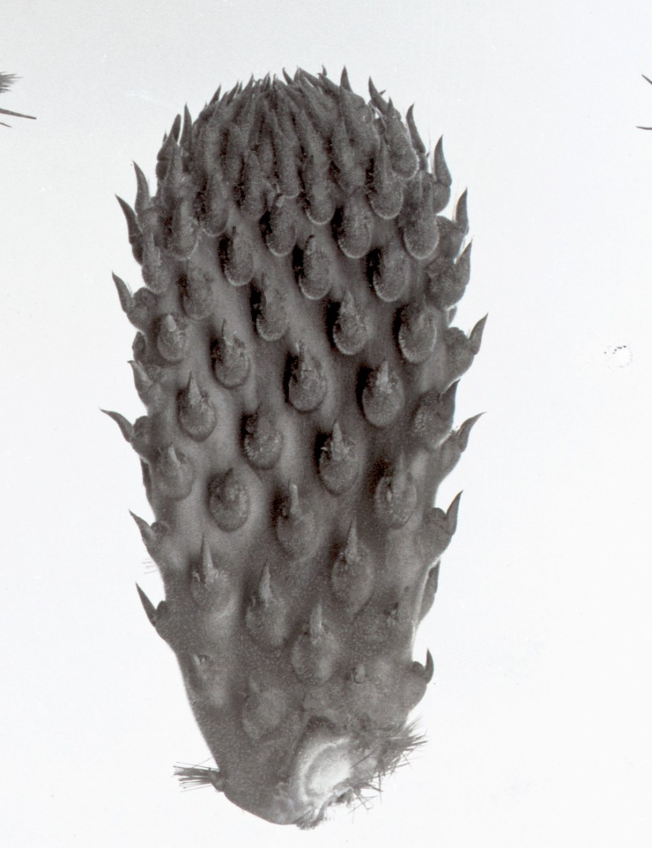 Opuntia icterica 1240