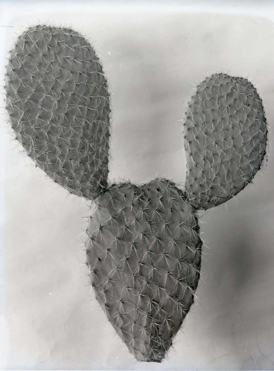 Opuntia pillifera 1546