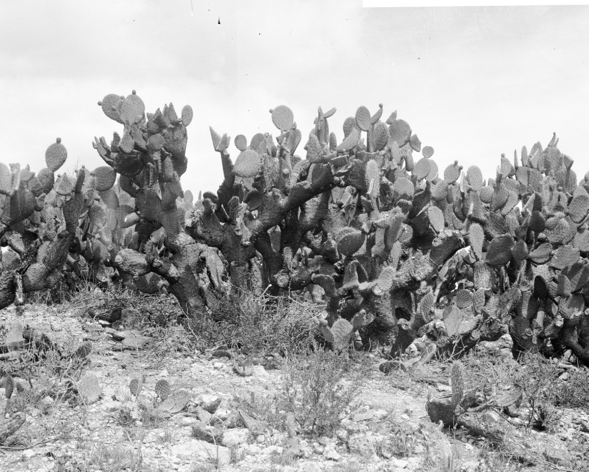 Opuntia cardona 2969