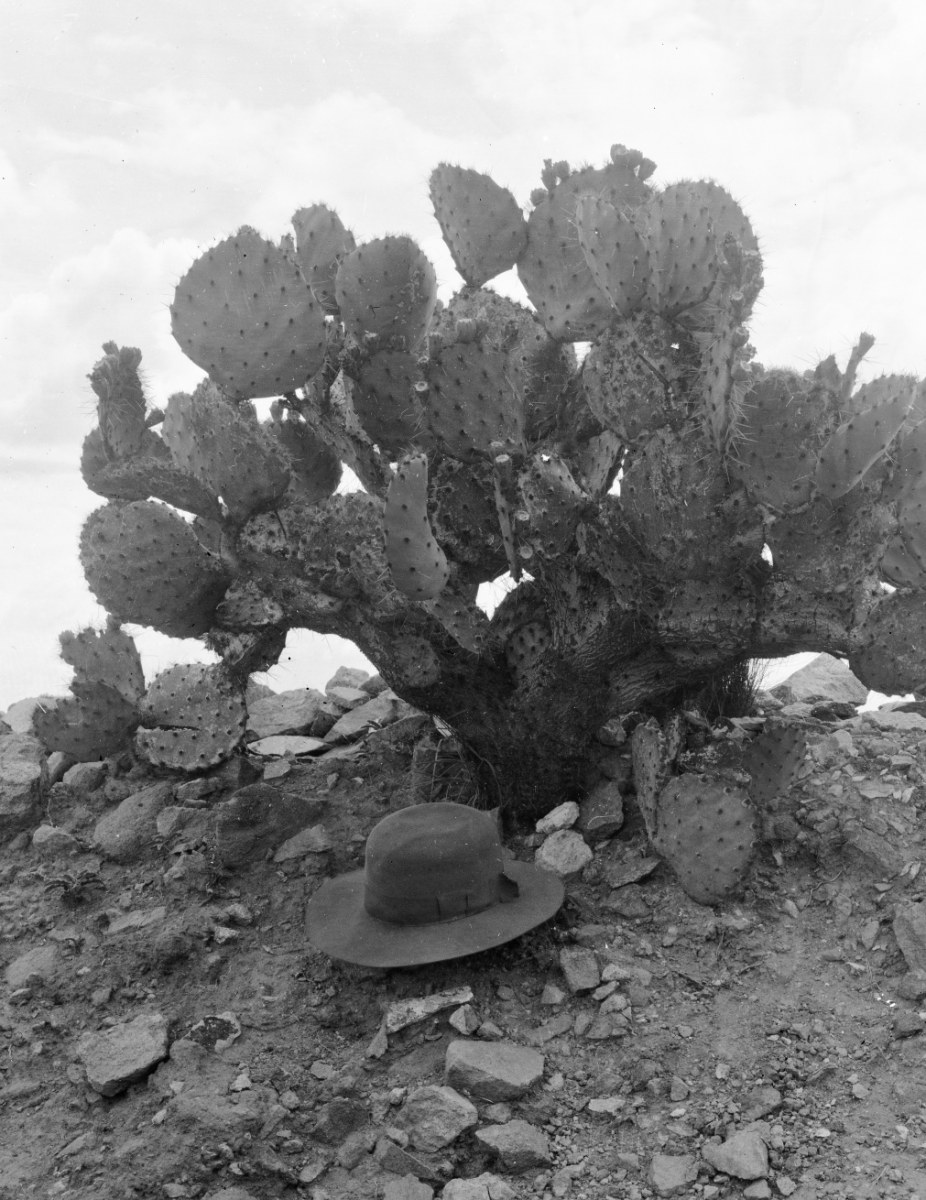 Opuntia species 2973