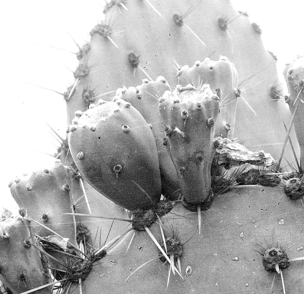 Opuntia cuija 2974