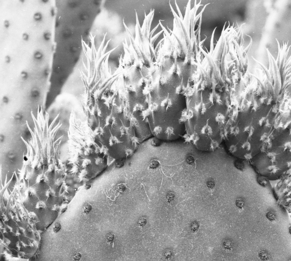 Opuntia microdasys-like 4465