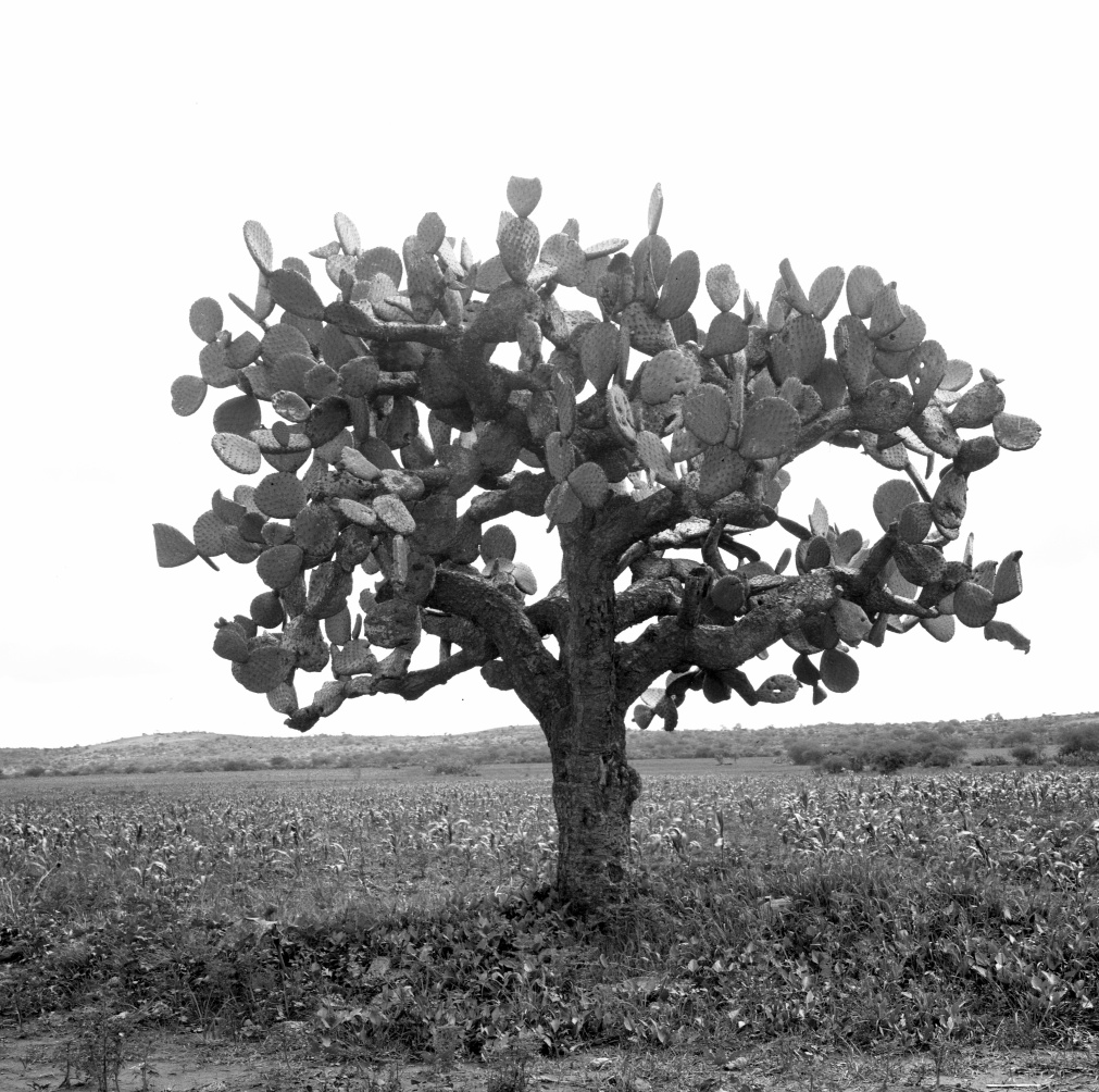 Opuntia streptacantha 4550