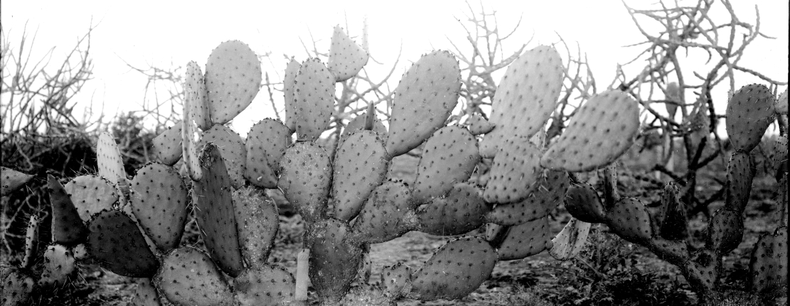 Opuntia laevis 5087