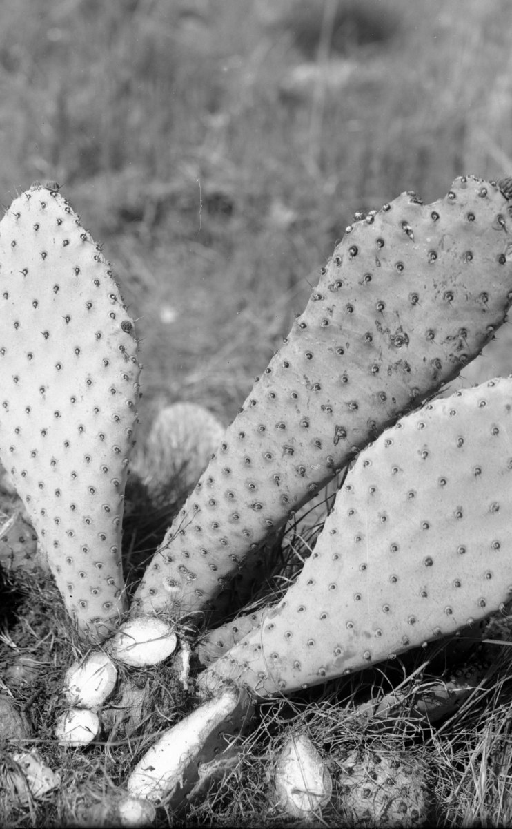 Opuntia treleasii 5106