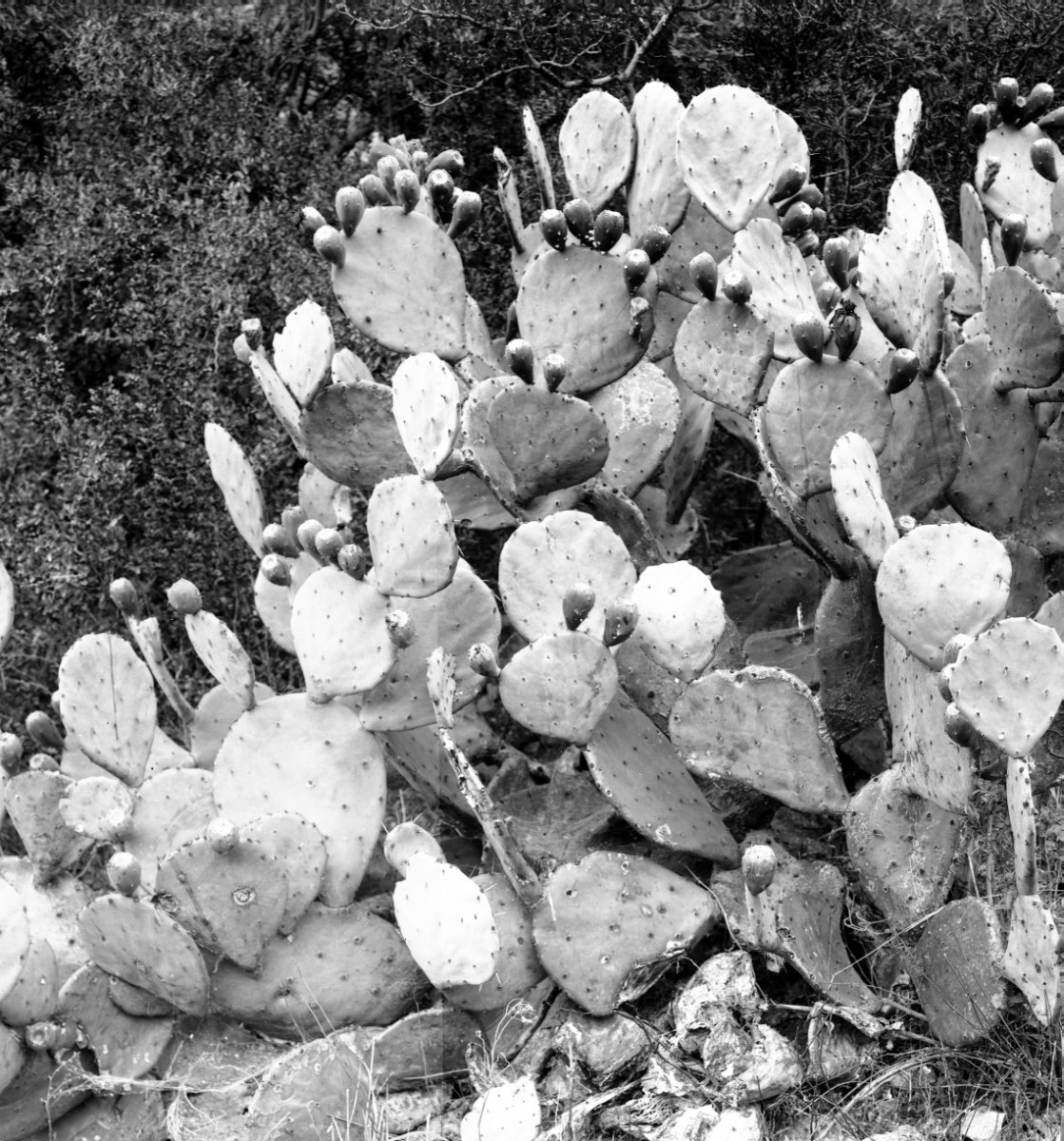 Opuntia subarmata 5197