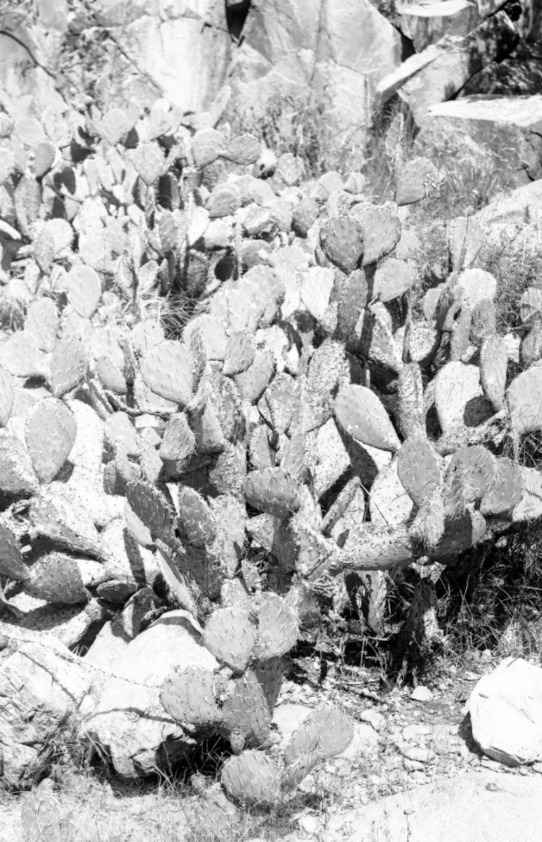 Opuntia cañada 5152