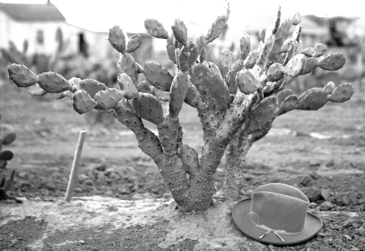 Opuntia stricta 6343