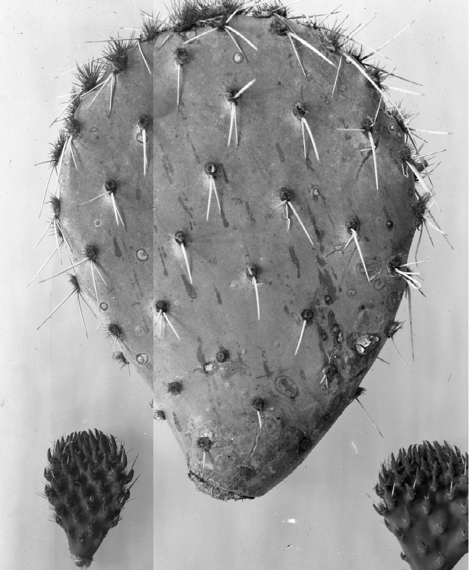 Opuntia cañada 6359