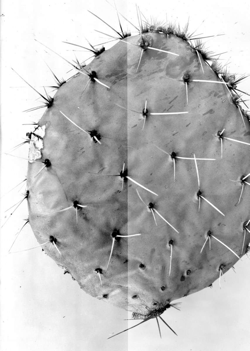 Opuntia arizonica 6360