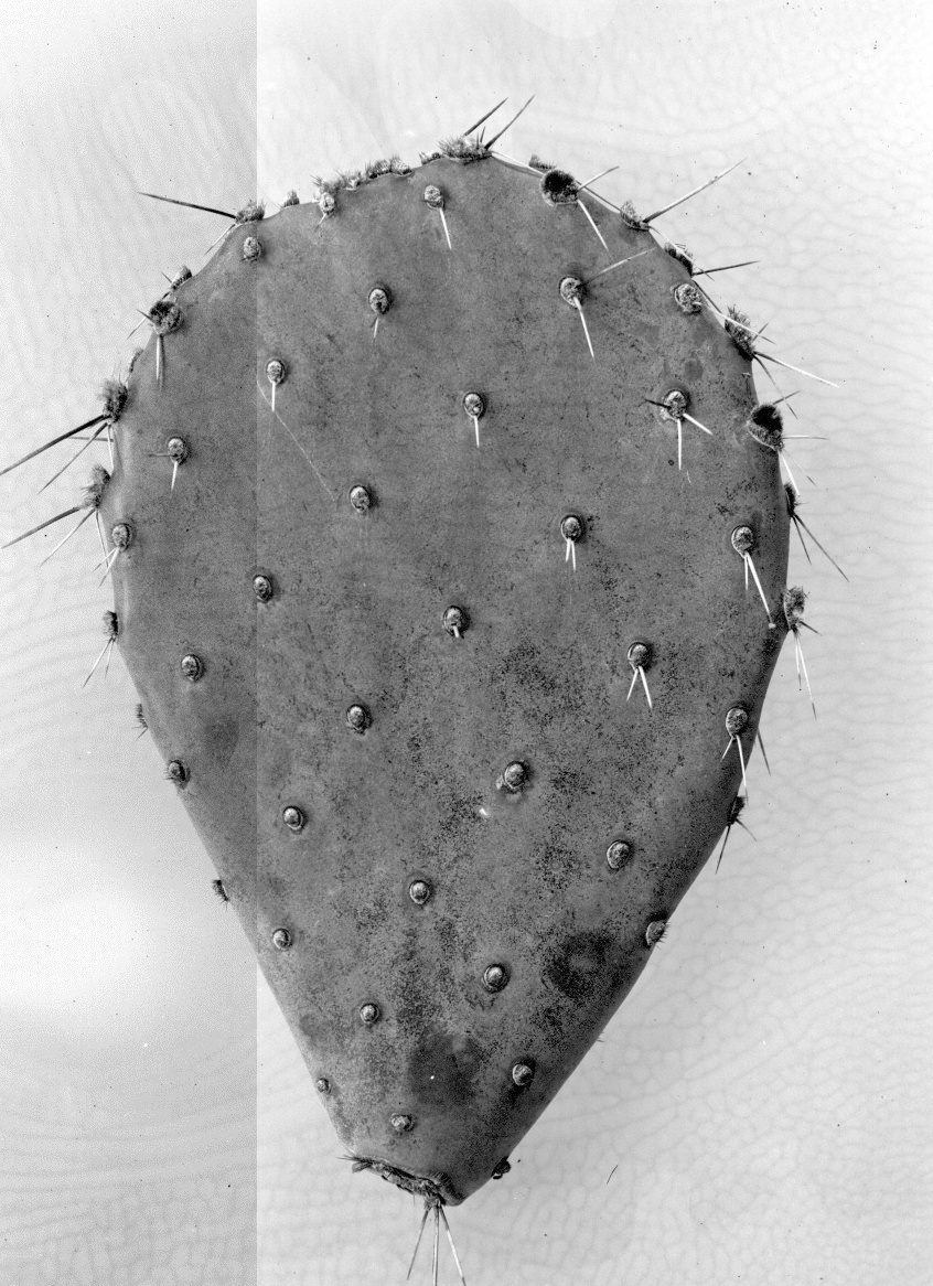 Opuntia laevis 6361