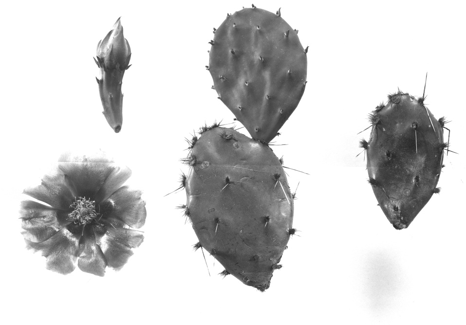 Opuntia fuscoatra 6368