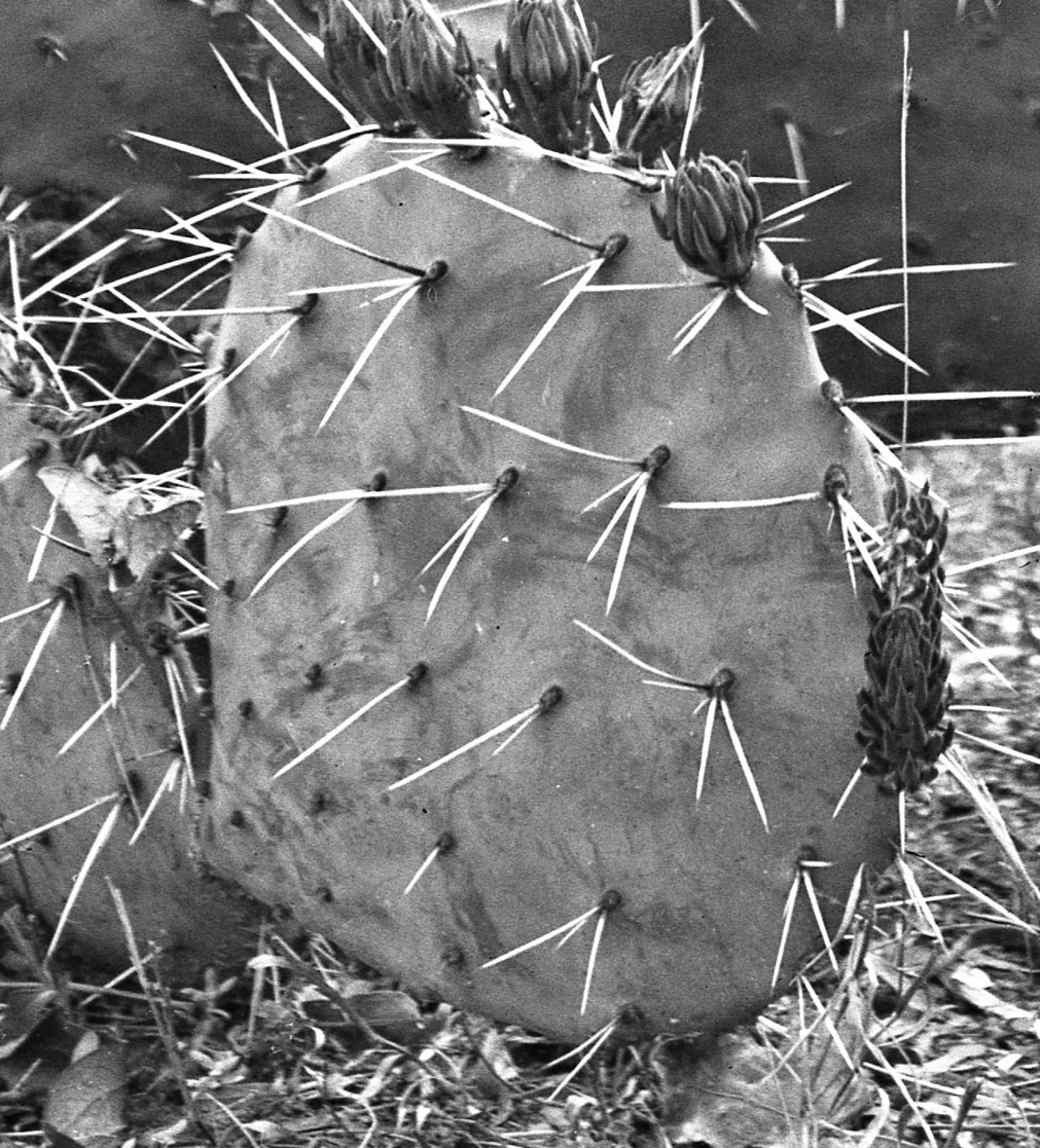 Opuntia mackensenii 6371