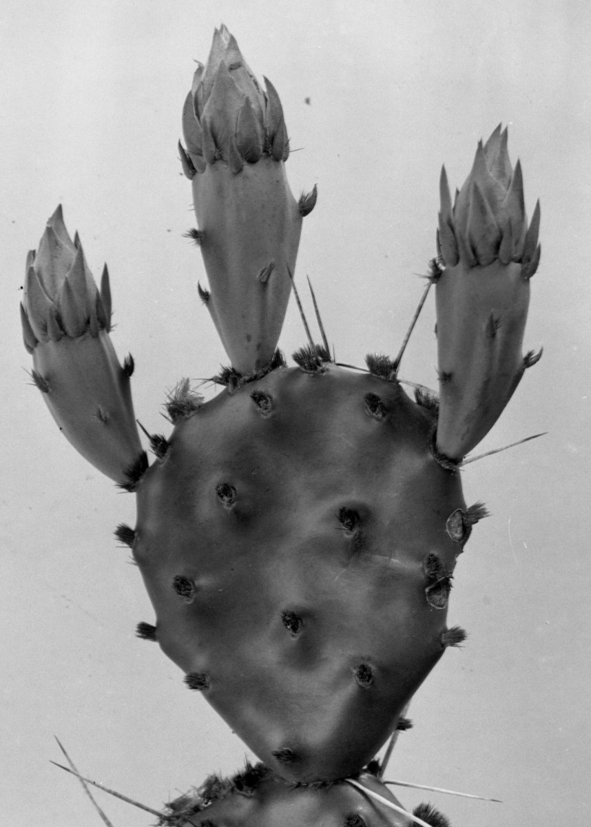 Opuntia pottsii 6406