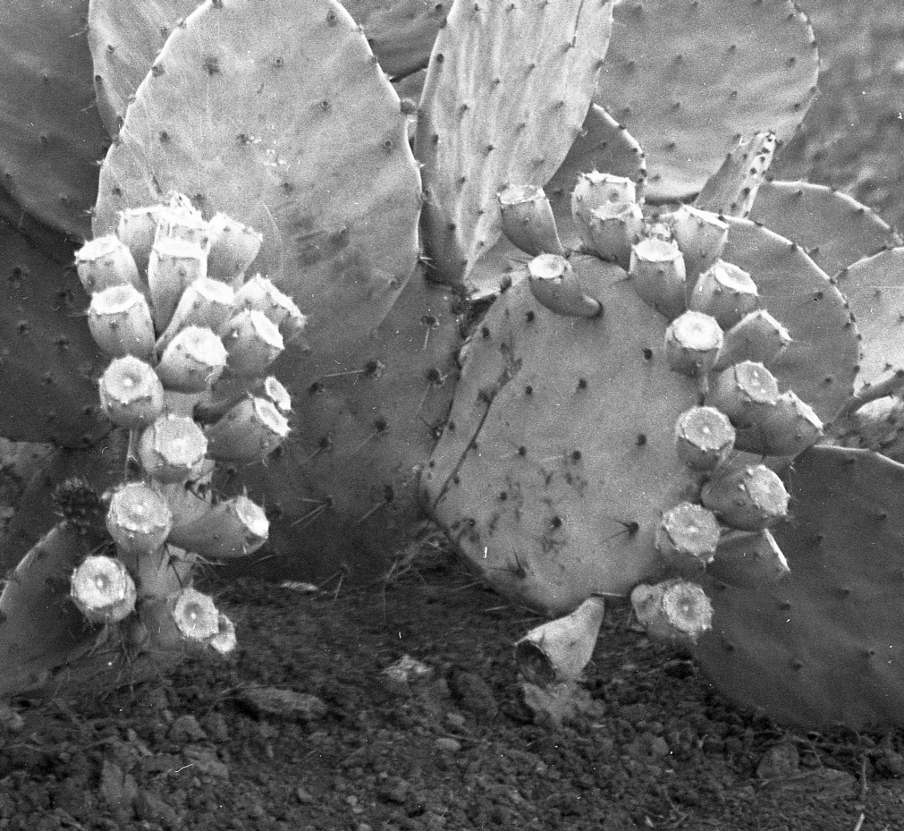 Opuntia species 6420