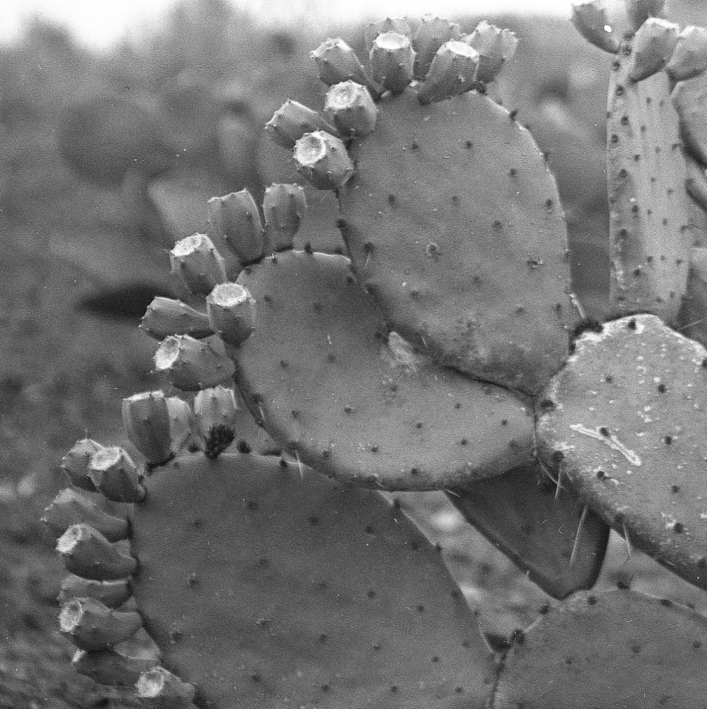 Opuntia species 6421 (Encinal)