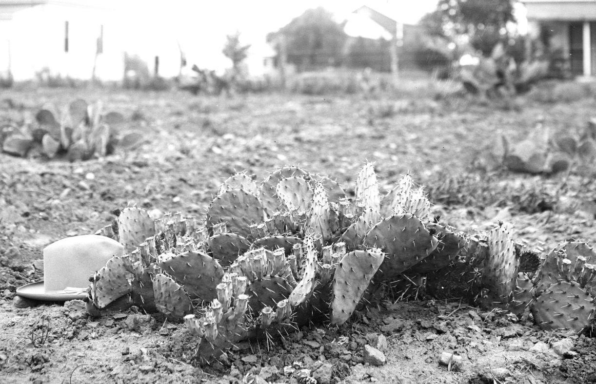 Opuntia species 6422 (Coopers Cove)