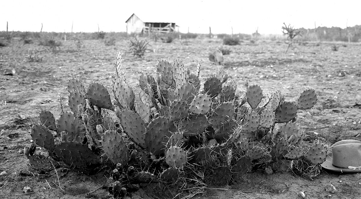 Opuntia anahuacensis 6625