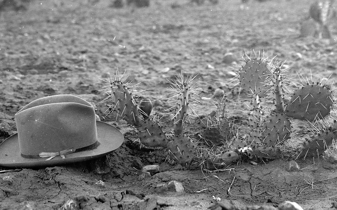 Opuntia beckeriana 6626