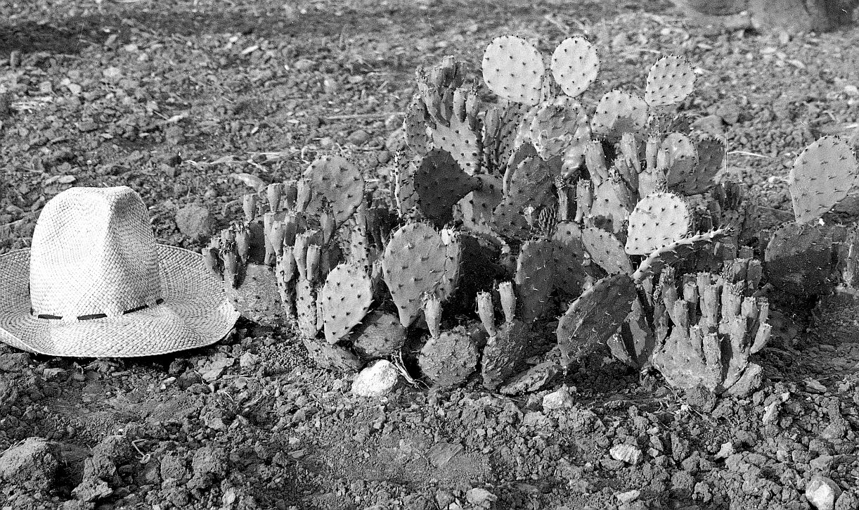 Opuntia macrorhiza-like 7116