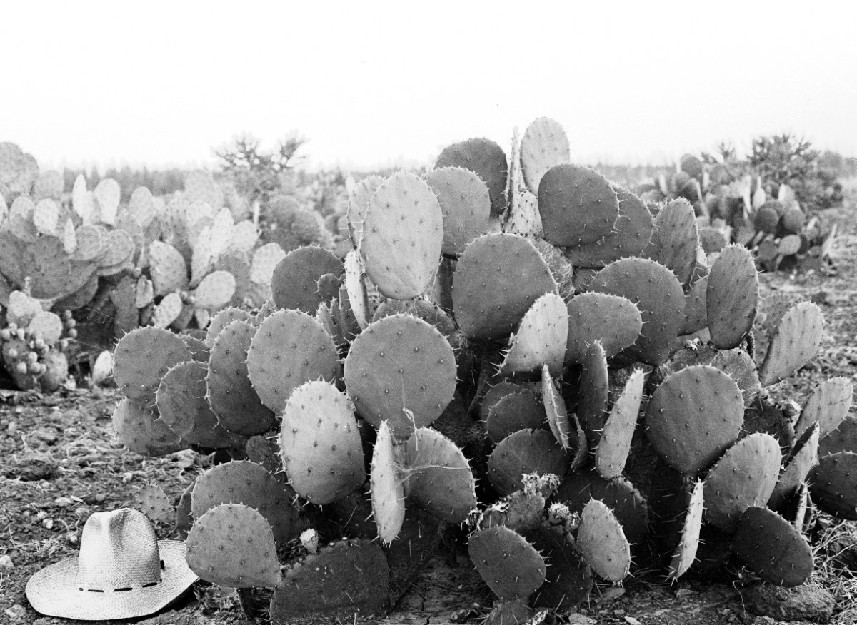 Opuntia cacanapa 7122