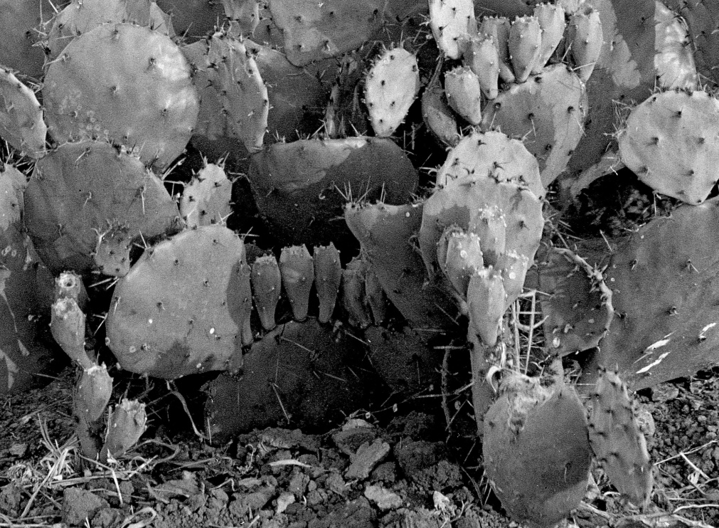 Opuntia macrorhiza 7125