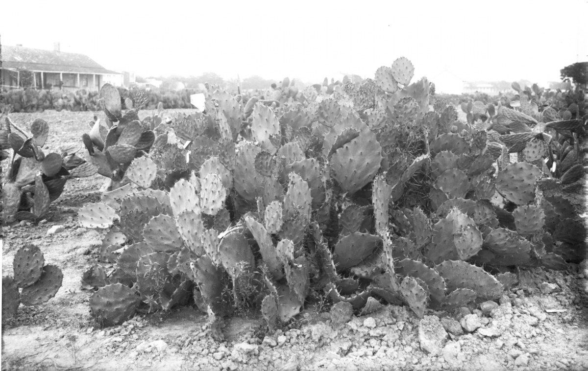 Opuntia laxiflora (cyanella) 7130