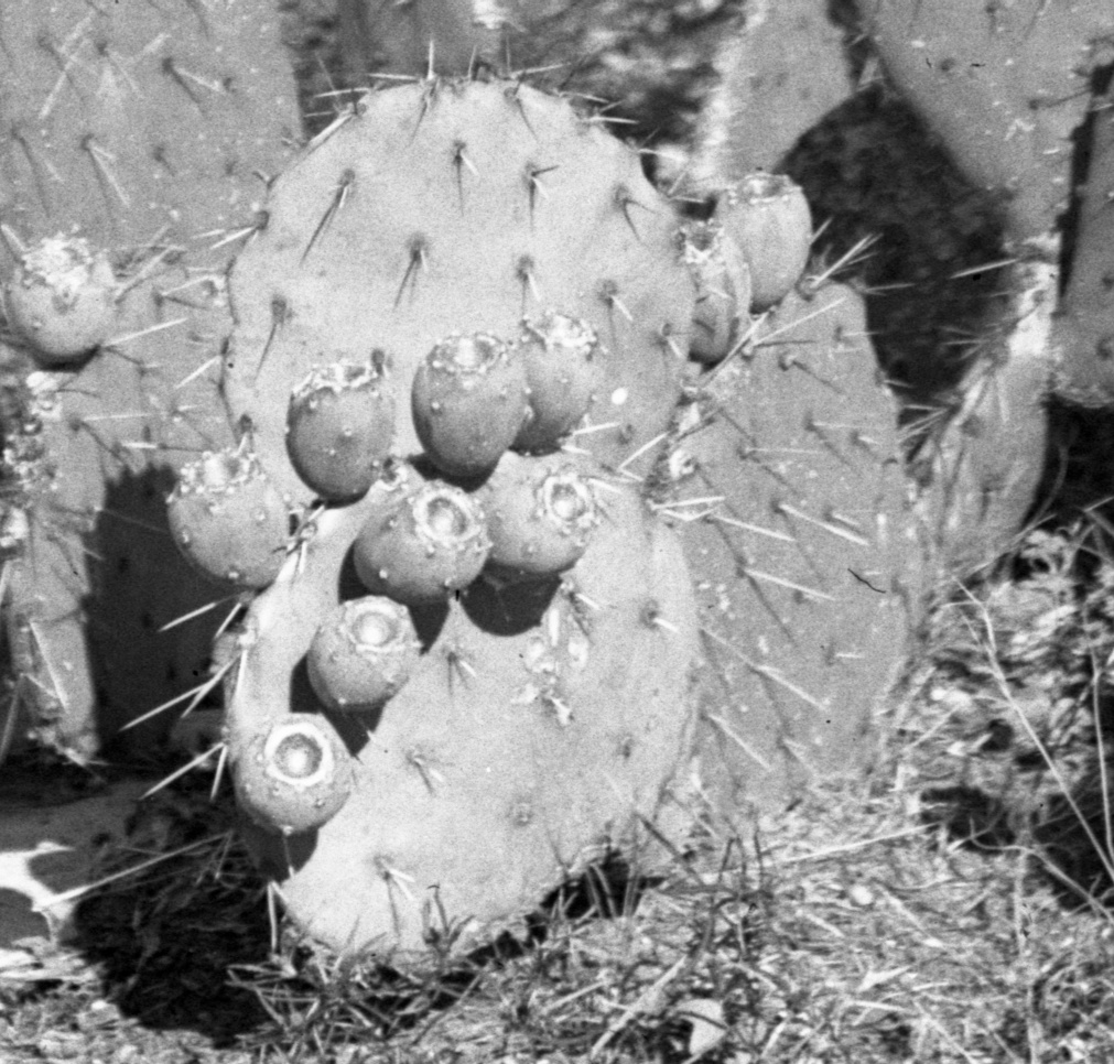 Opuntia cylodes 7339