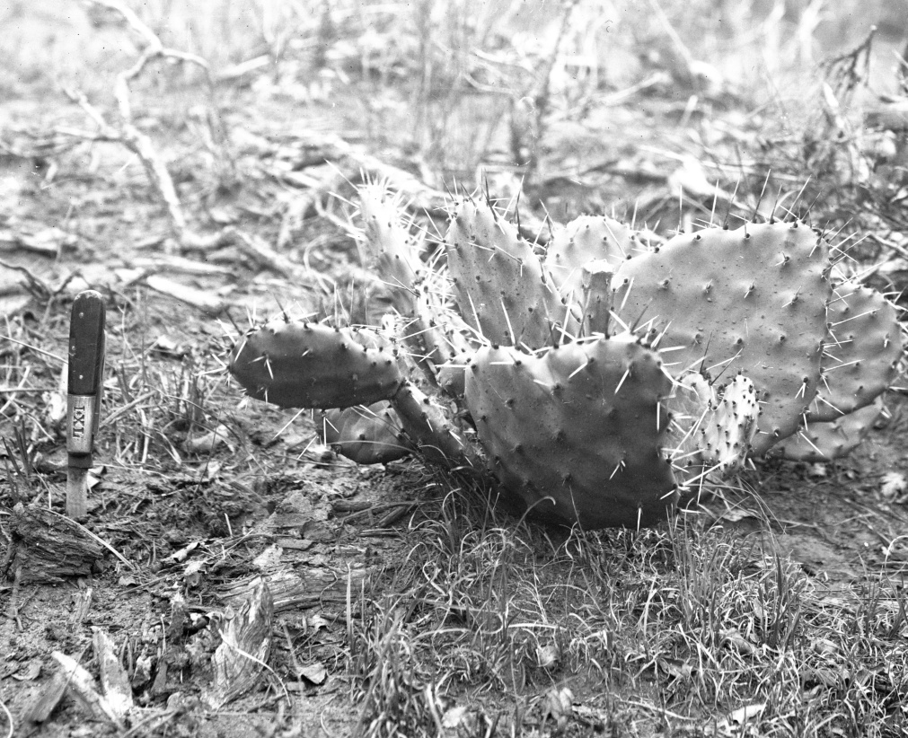 Opuntia species 7340