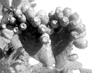 Opuntia sp 7374