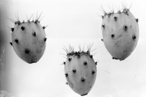 Opuntia cañada 7382