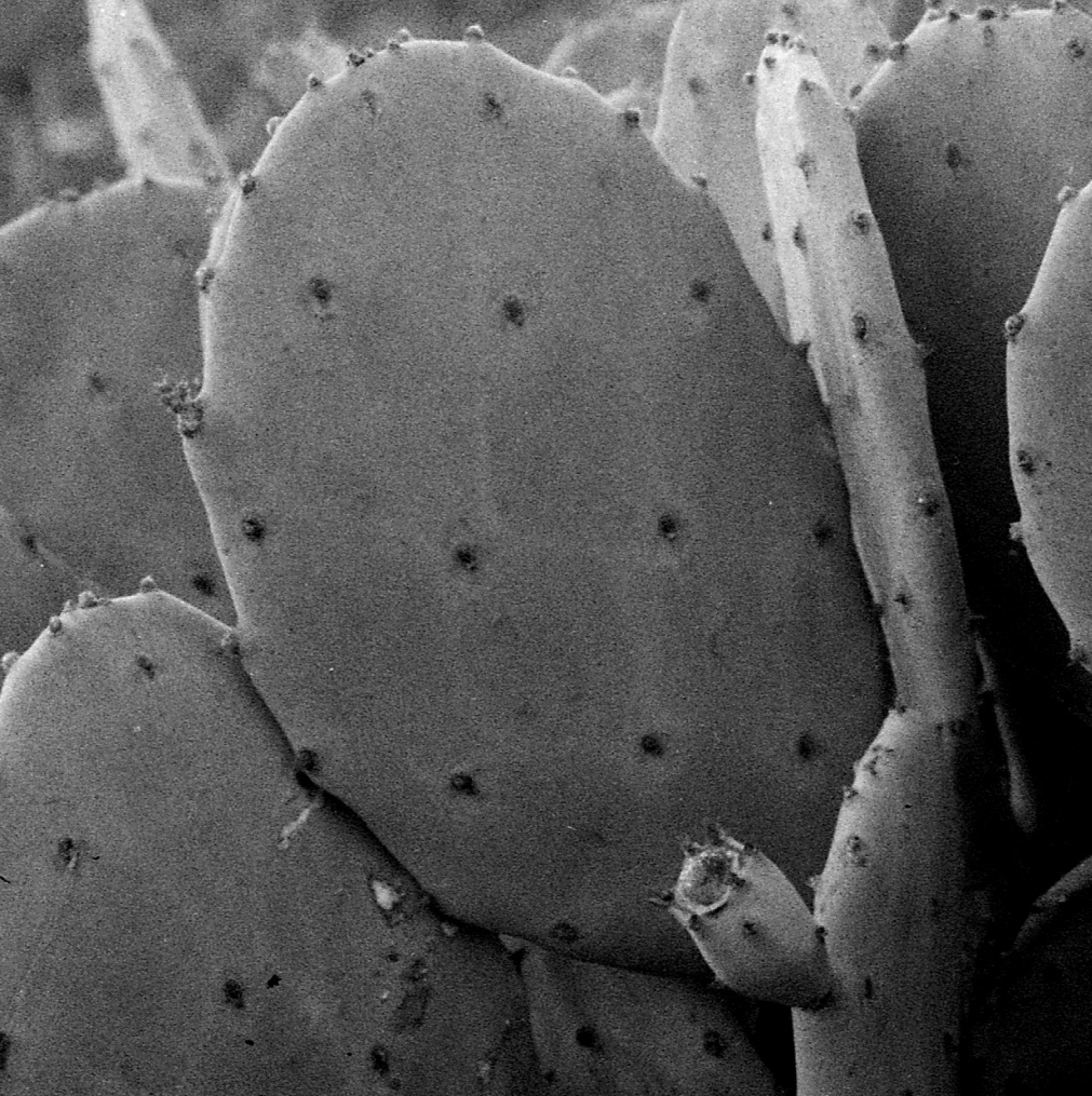 Opuntia inermis-like 7385