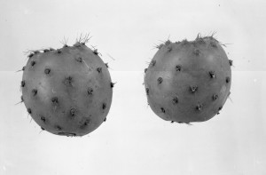 Opuntia pachona 7392