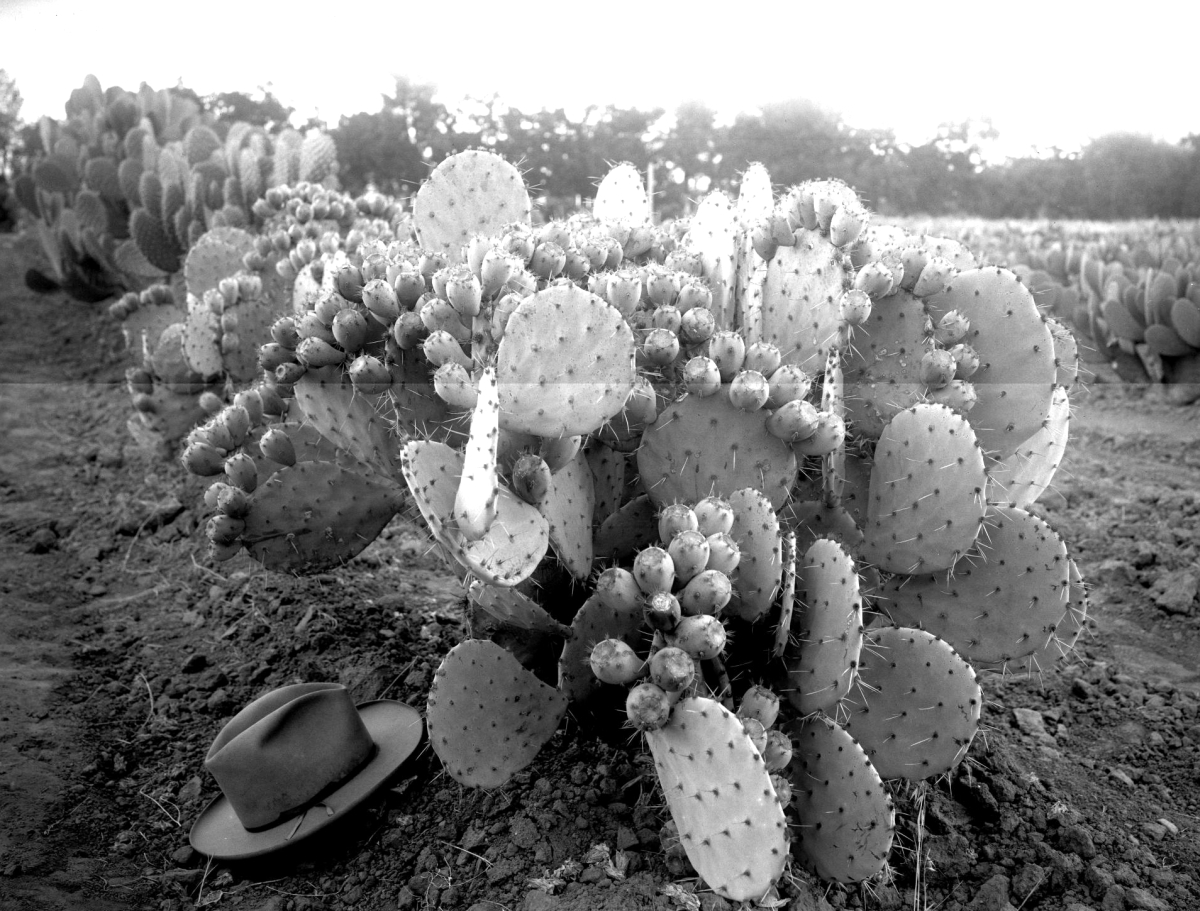 Opuntia lindheimeri 7416