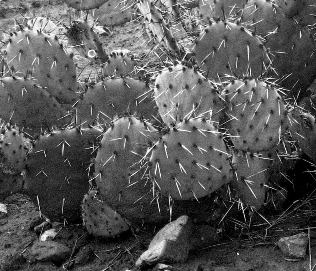 Opuntia mackensenii 7428