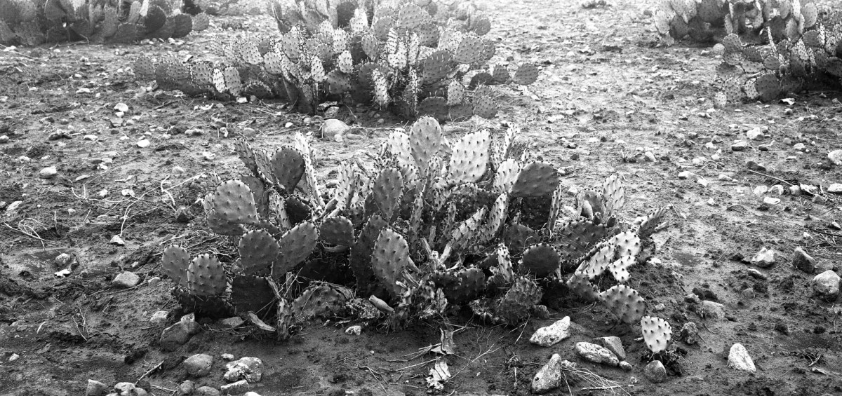 Opuntia xanthoglochia 7430