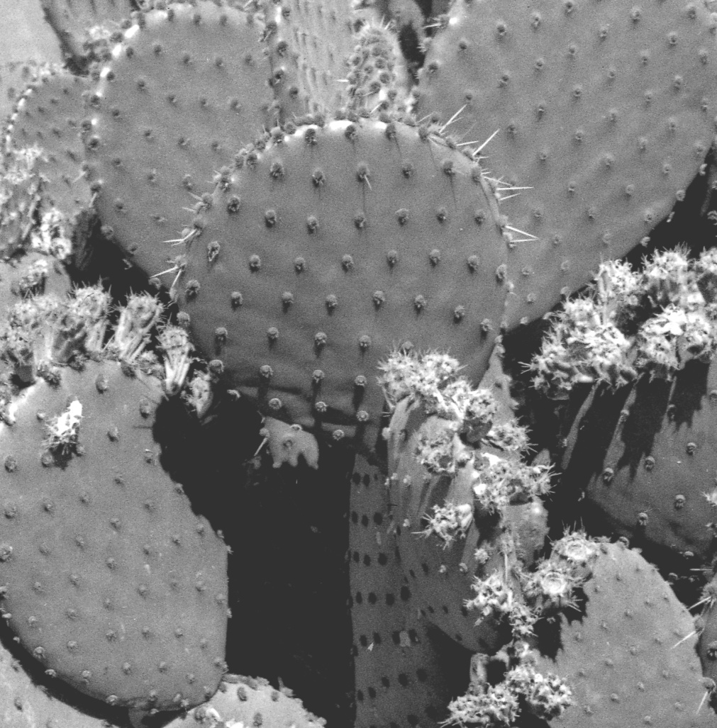 Opuntia lubrica 7435