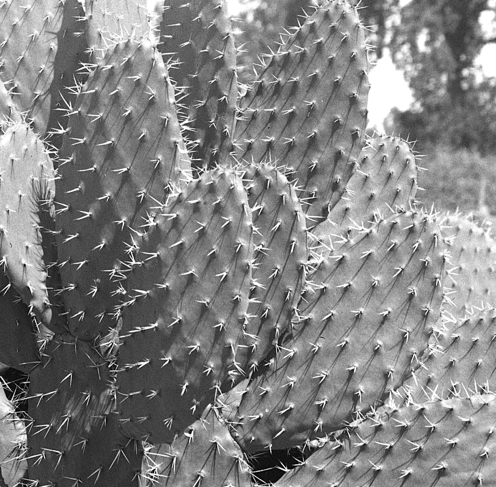 Opuntia effulgia 7436