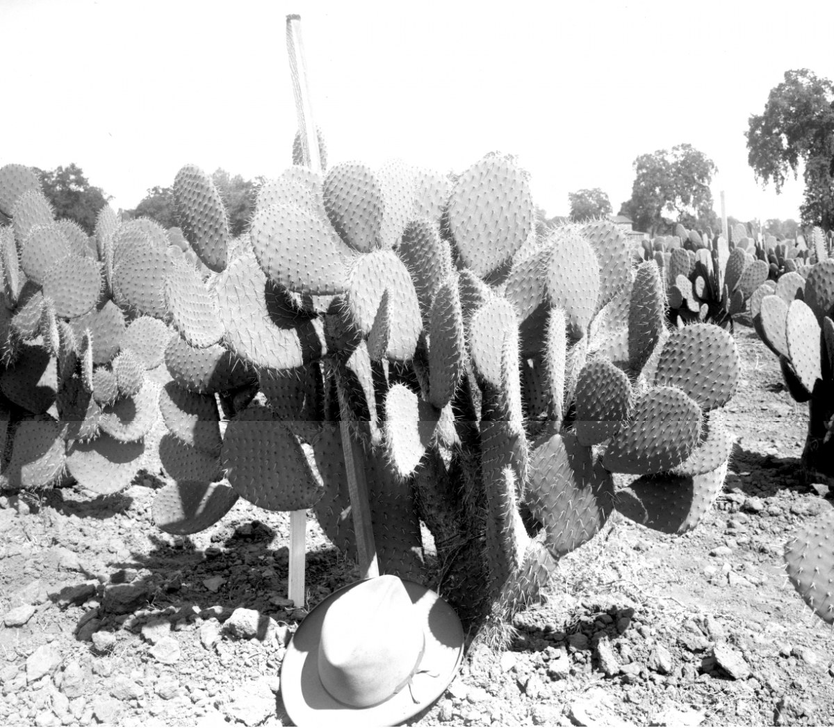 Opuntia guilanche 7440