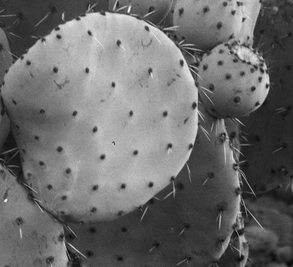 Opuntia gorda 7448