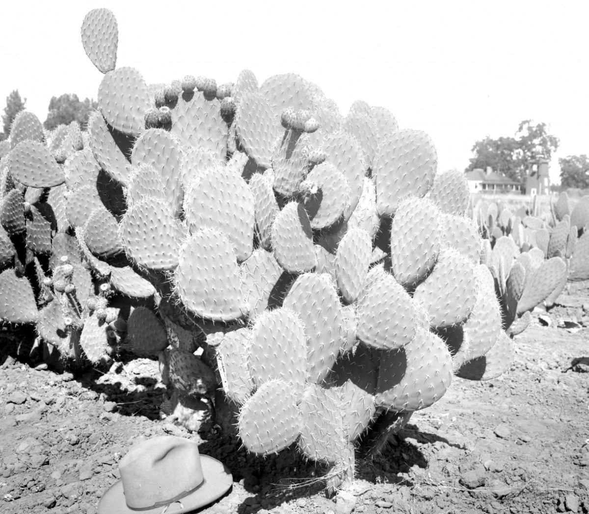 Opuntia chavena 7462