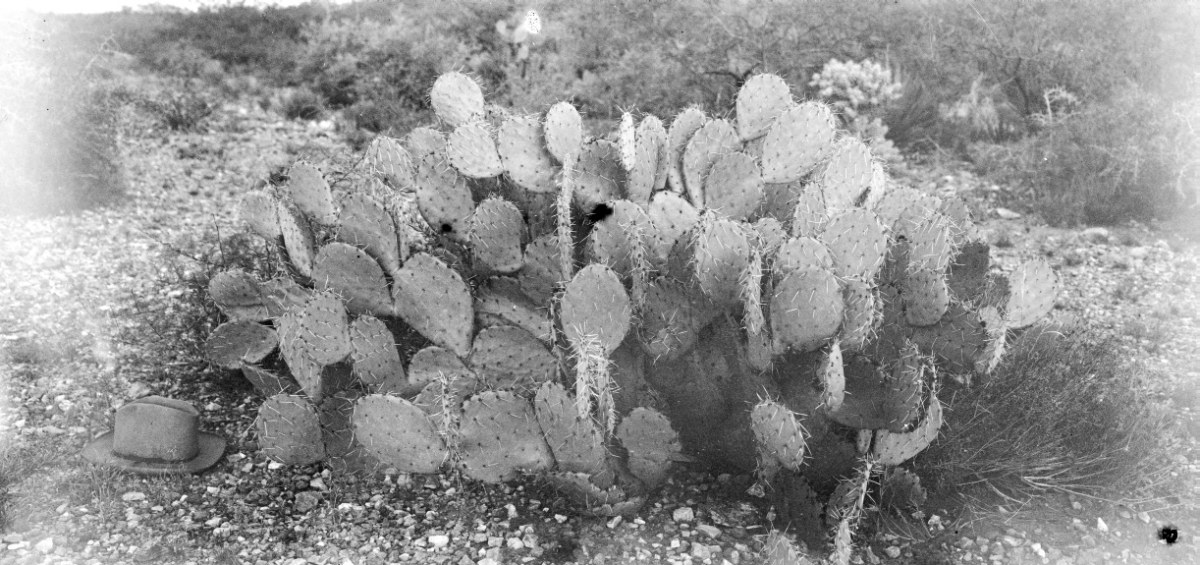 Opuntia toumeyi 7479