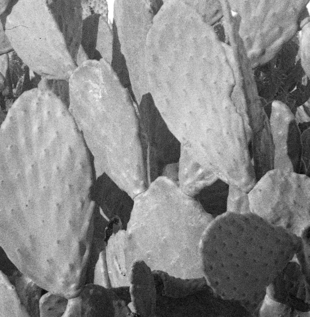 Opuntia ficus-indica 7485